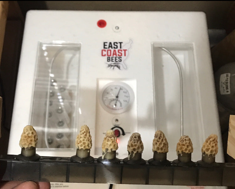 Cold Snaps and Incubators