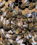 2020 Mated Russian Queen Bees