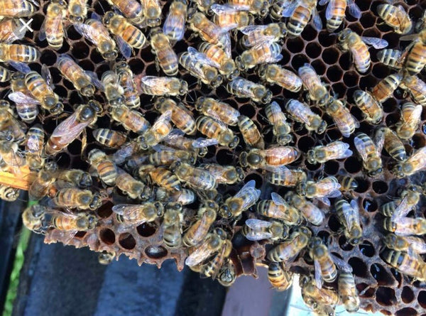 2020 Mated Russian Queen Bees